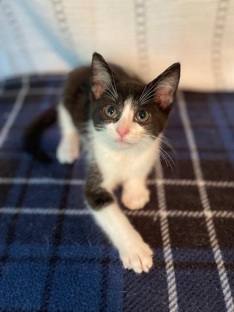 Enlarge Filbert, a Adoptable Domestic Short Hair in Racine, WI image 2/5