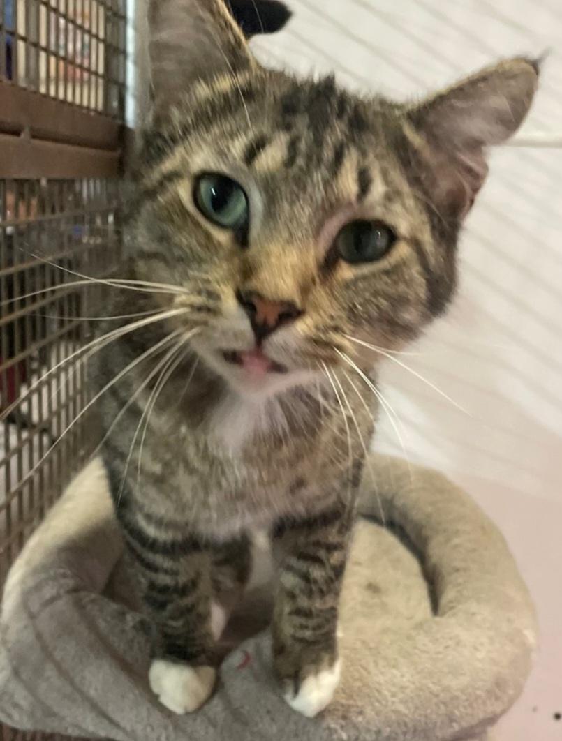 Enlarge BUDDY, a ADOPTABLE Tabby in Billings, MT image 1/1