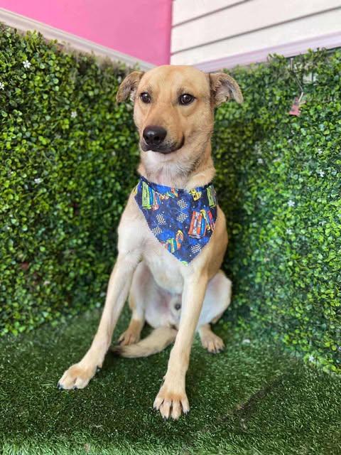 Enlarge Winston, a Adoptable German Shepherd Dog in San Diego, CA image 1/3