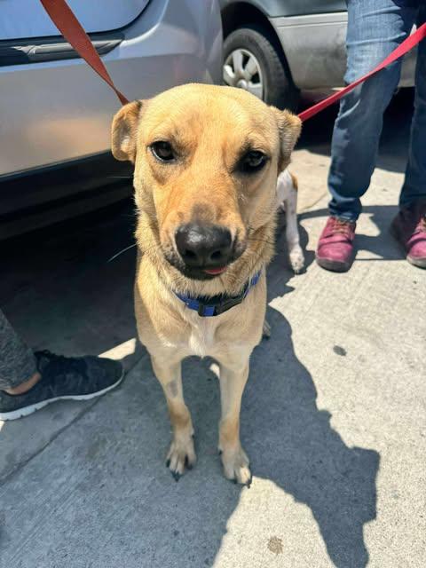 Winston, Adoptable, Adult Male German Shepherd Dog.