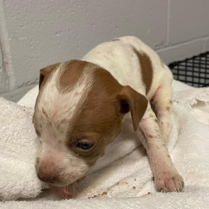 Archie, Adoptable, Puppy Male Pit Bull Terrier & Mixed Breed.