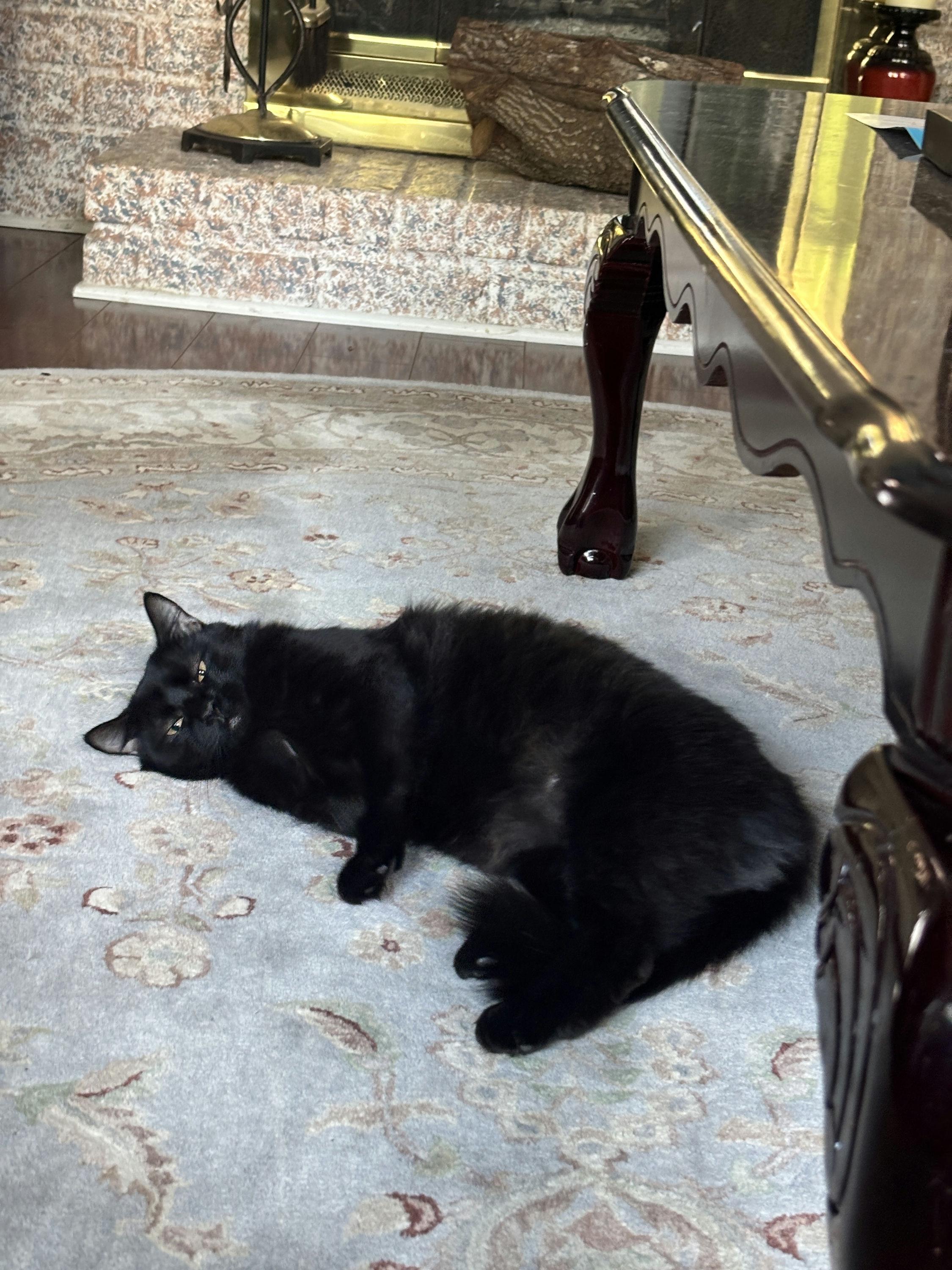 Enlarge Astria, an adopted Domestic Medium Hair in Houston, TX image 1/3