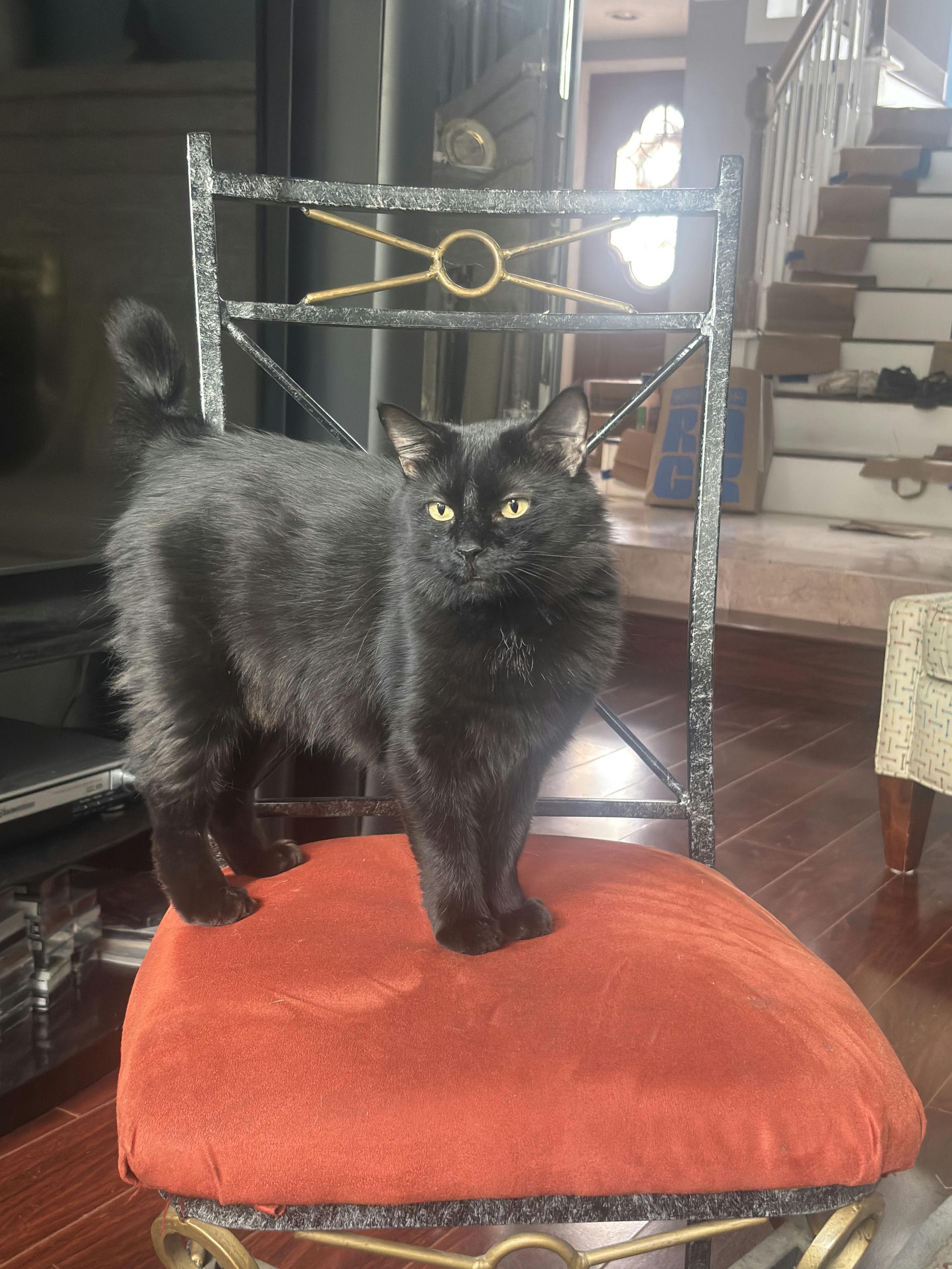 Enlarge Astria, an adopted Domestic Medium Hair in Houston, TX image 2/3