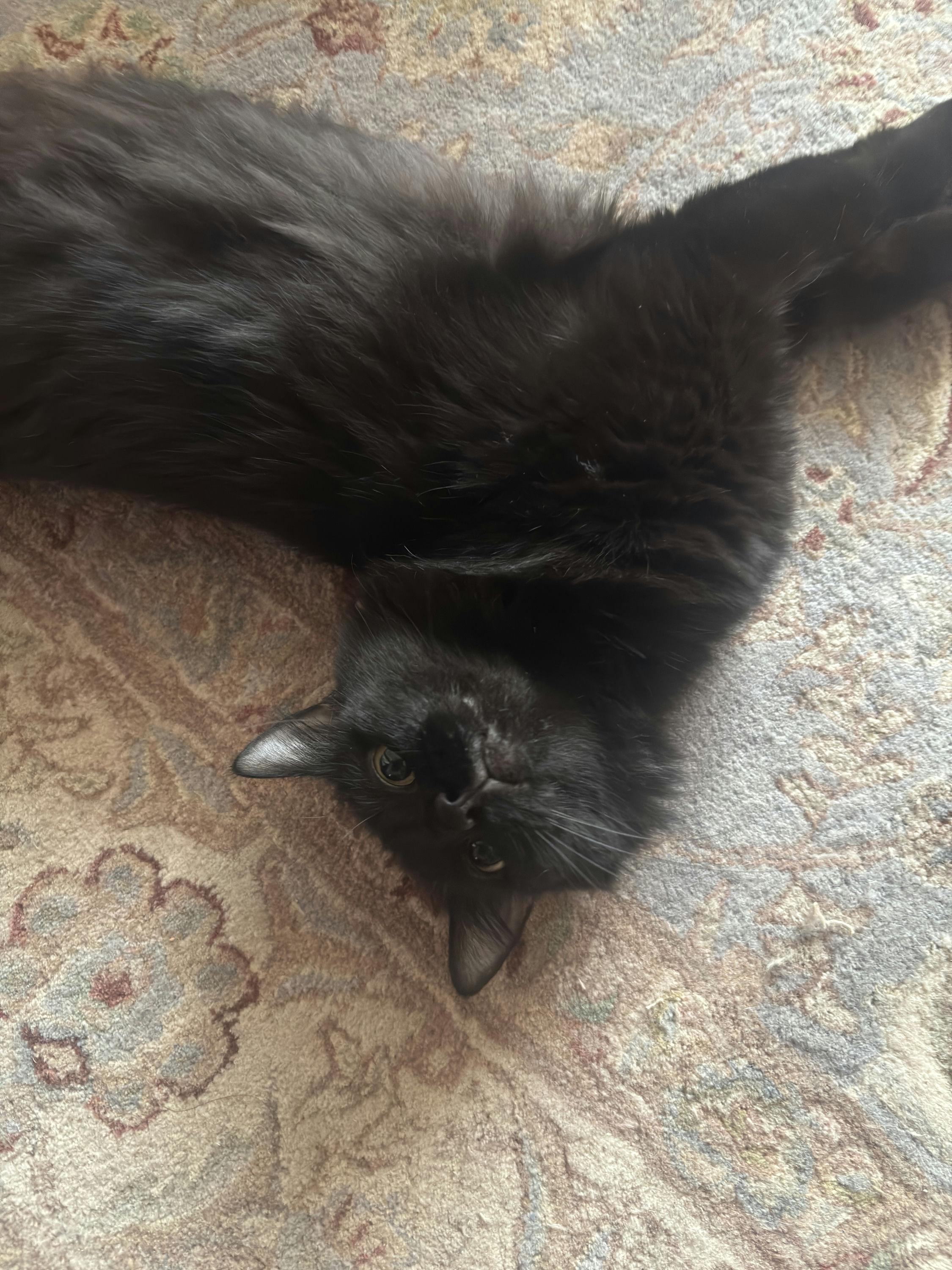 Enlarge Astria, an adopted Domestic Medium Hair in Houston, TX image 3/3