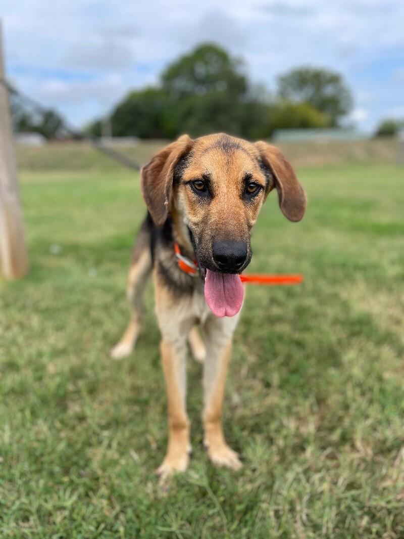Enlarge Lake, a Adoptable Shepherd in Maryville, TN image 1/6