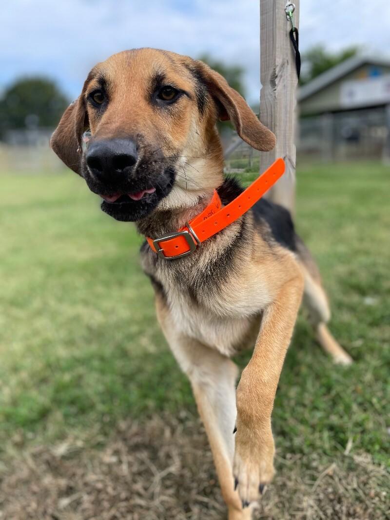 Enlarge Lake, a Adoptable Shepherd in Maryville, TN image 3/6