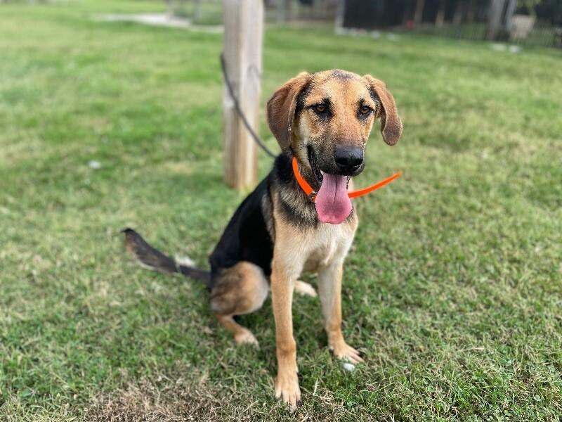 Lake, Adoptable, Young Male Shepherd.