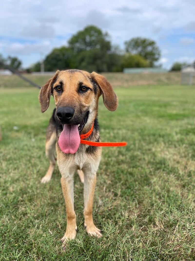 Lake, a Adoptable Shepherd in Maryville, TN image 2/6