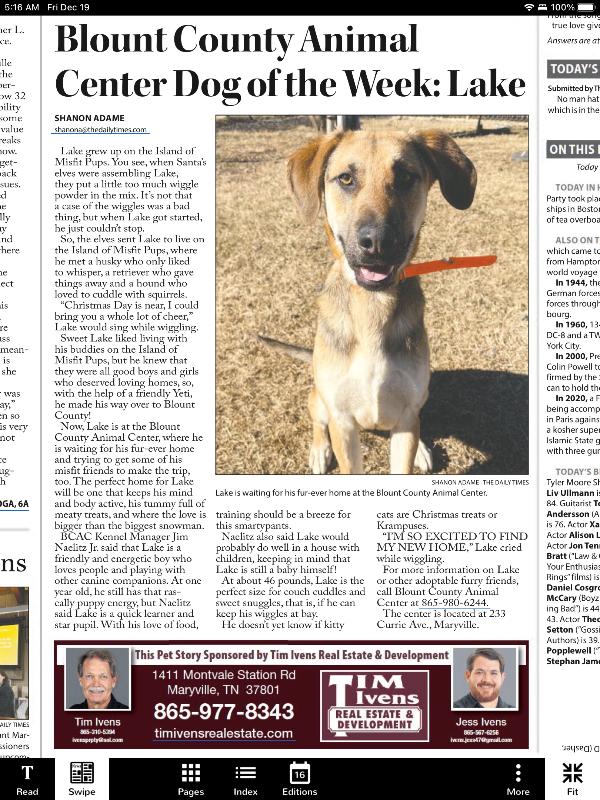 Enlarge Lake, a Adoptable Shepherd in Maryville, TN image 4/6