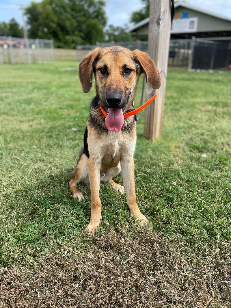 Enlarge Lake, a Adoptable Shepherd in Maryville, TN image 5/6