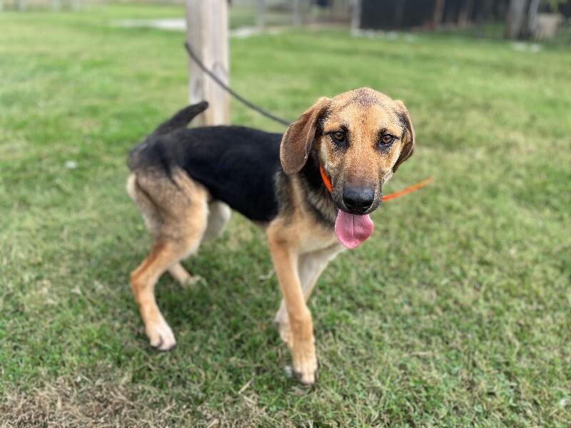 Lake, a Adoptable Shepherd in Maryville, TN image 5/6