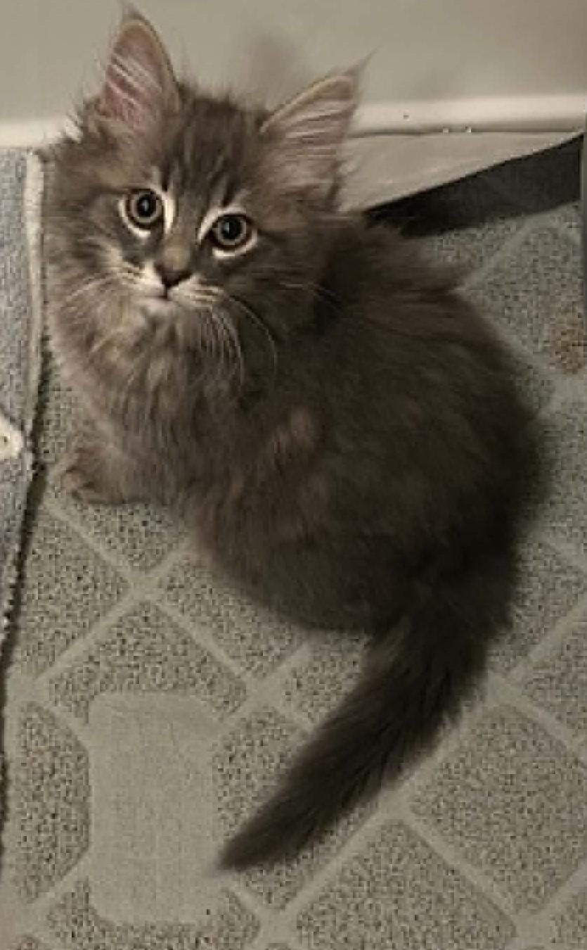 Camden, adopted, Kitten Male Maine Coon & Tabby.