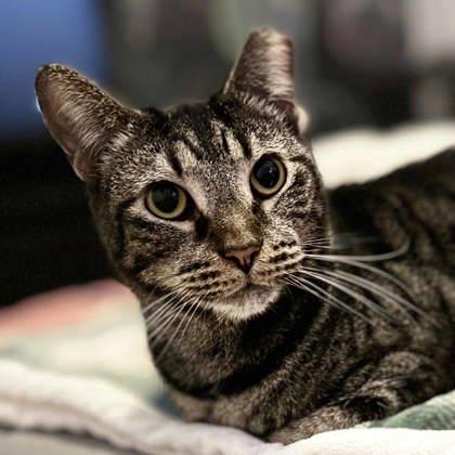 Tye, Adoptable, Adult Male Domestic Short Hair.