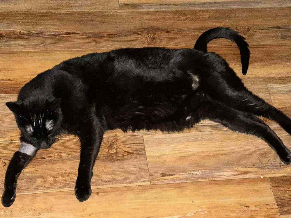 Enlarge Mr Pops, a Adopted Domestic Short Hair in Virginia Beach, VA image 1/6
