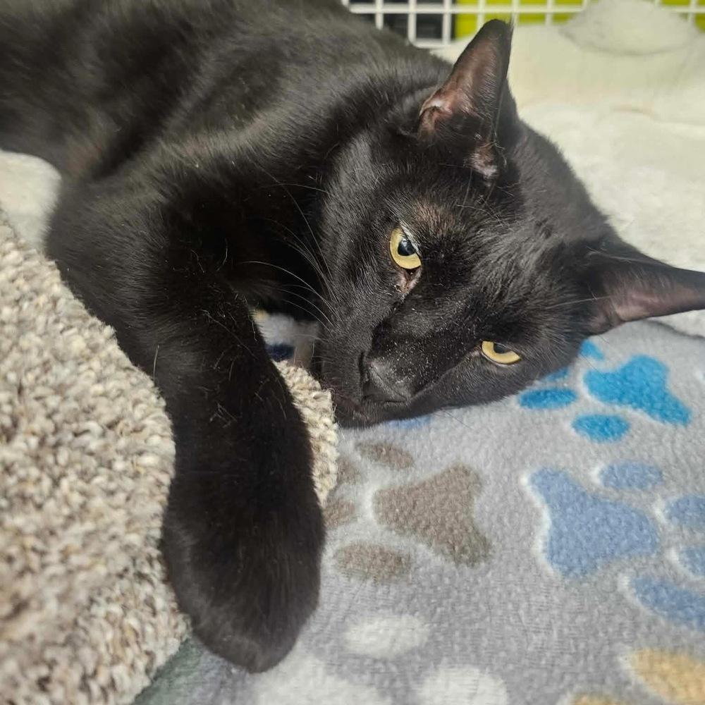Enlarge Mr Pops, a Adopted Domestic Short Hair in Virginia Beach, VA image 2/6