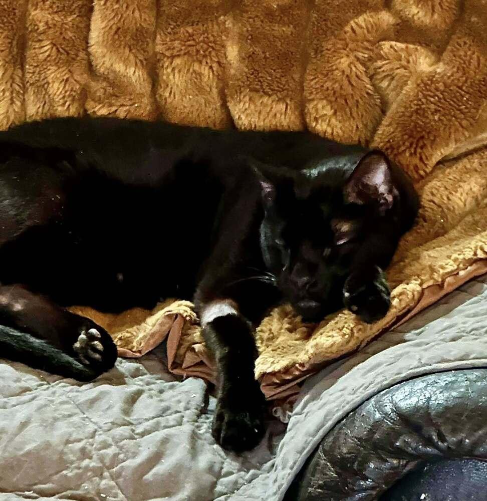 Enlarge Mr Pops, a Adopted Domestic Short Hair in Virginia Beach, VA image 3/6
