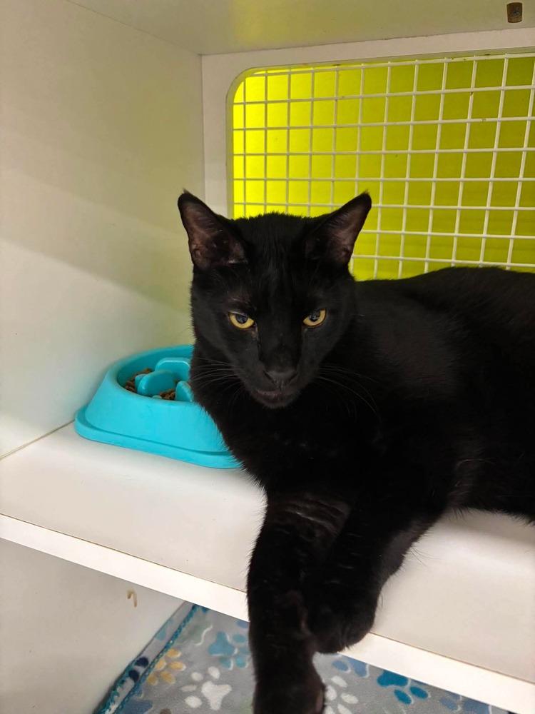 Enlarge Mr Pops, a Adopted Domestic Short Hair in Virginia Beach, VA image 4/6
