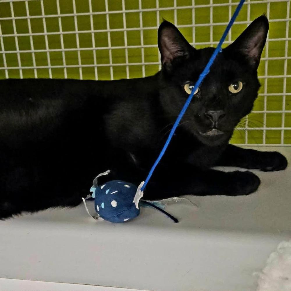 Enlarge Mr Pops, a Adopted Domestic Short Hair in Virginia Beach, VA image 5/6