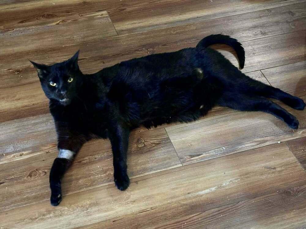 Enlarge Mr Pops, a Adopted Domestic Short Hair in Virginia Beach, VA image 6/6