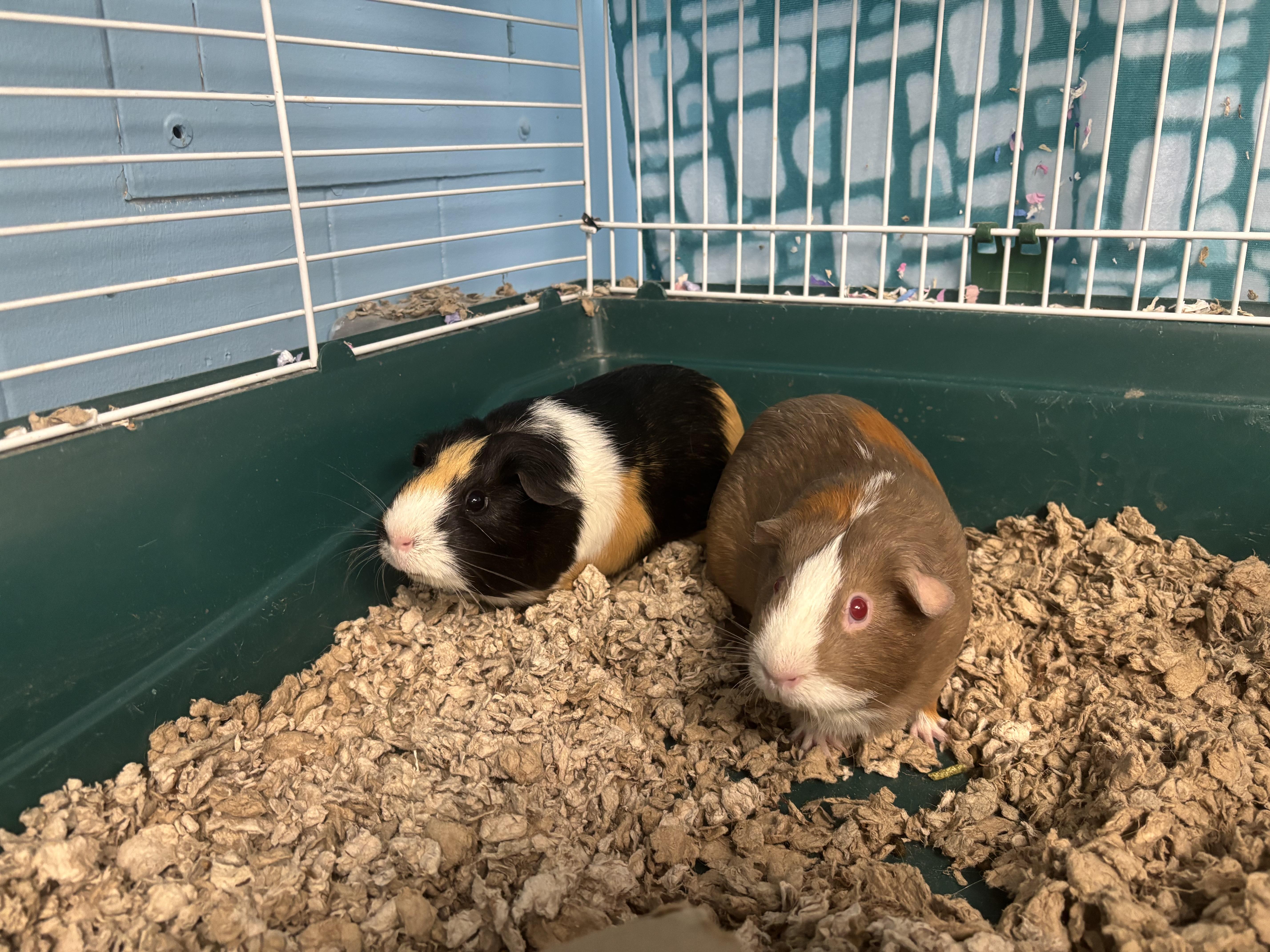 Blueberry and Oatmeal, a ADOPTABLE Guinea Pig in Lyndhurst, NJ image 2/2