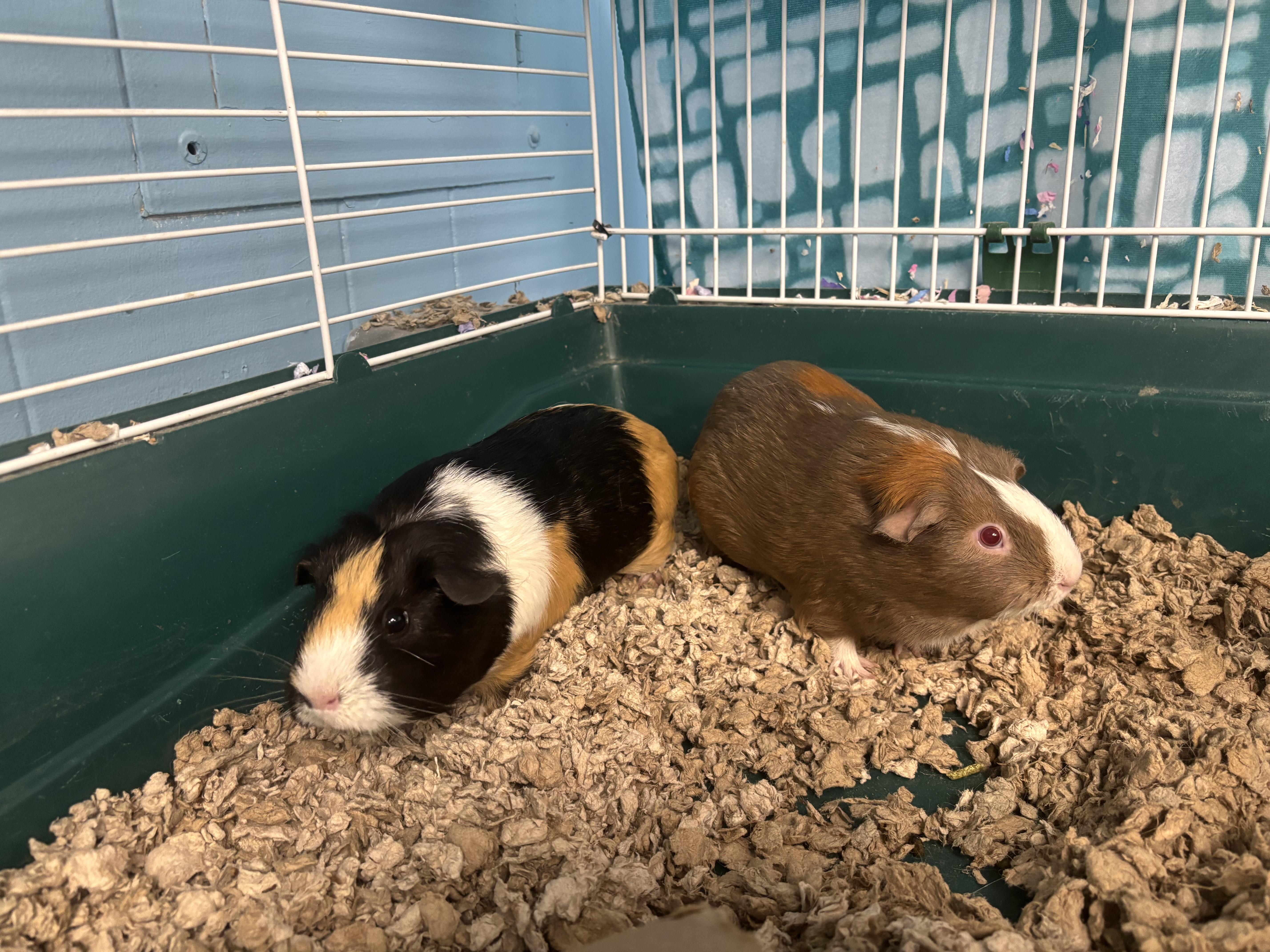 Blueberry and Oatmeal, a ADOPTABLE Guinea Pig in Lyndhurst, NJ image 1/2