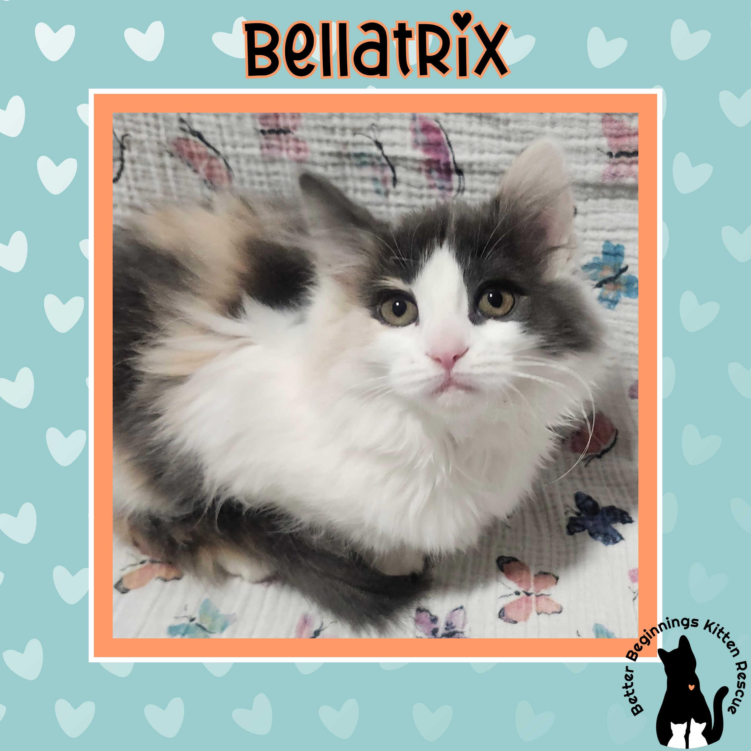 Bellatrix, Adoptable, Kitten Female Domestic Short Hair.