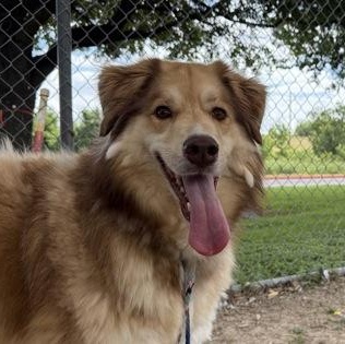 Lassie, an adopted Mixed Breed in Georgetown, TX image 1/2
