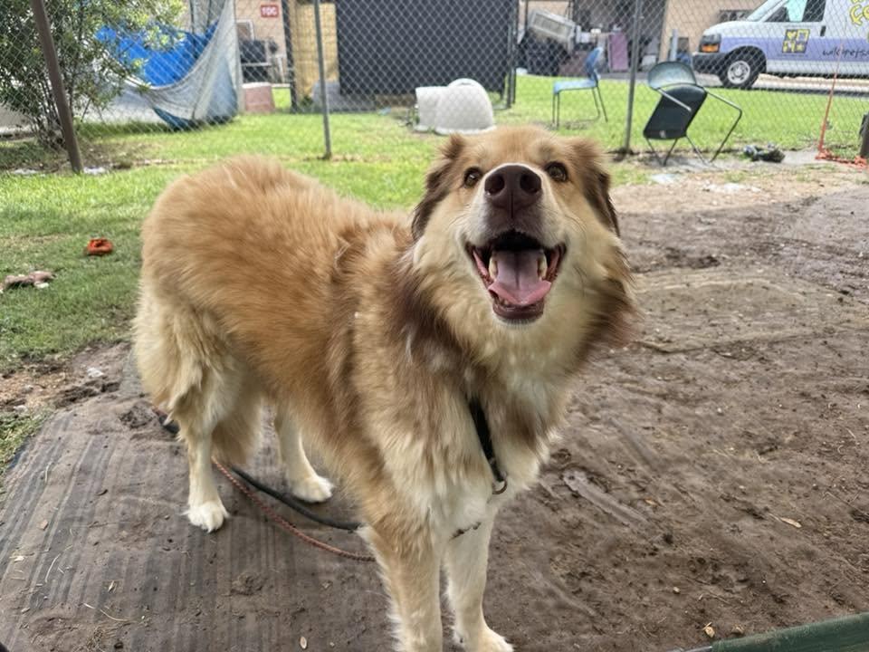 Lassie, an adopted Mixed Breed in Georgetown, TX image 2/2