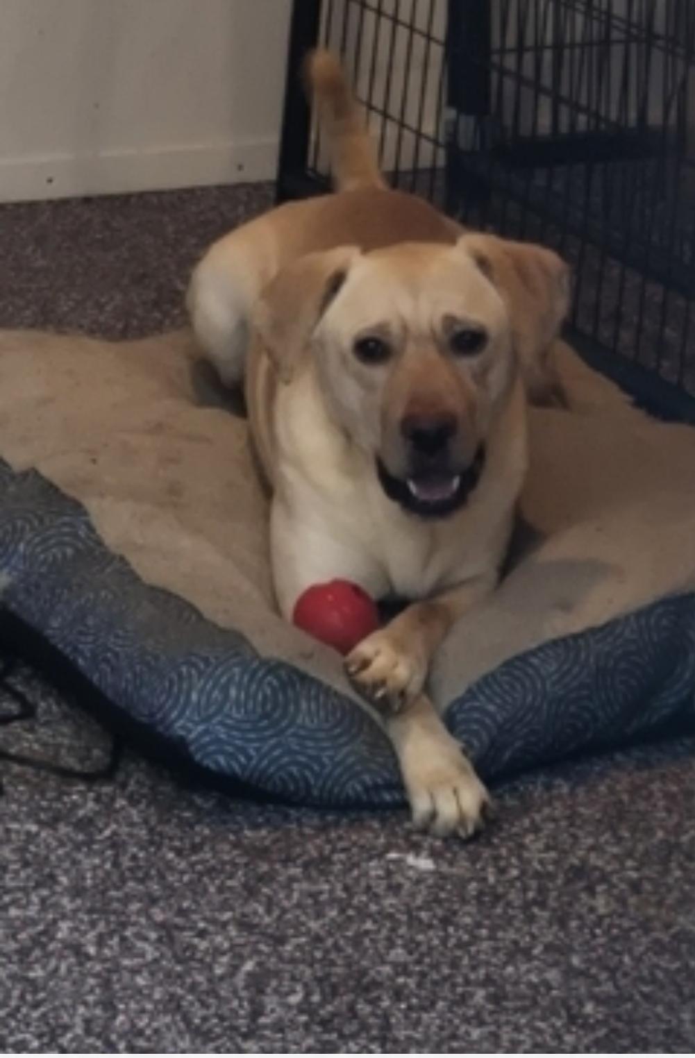 Luke, Adopted, Young Male Labrador Retriever.