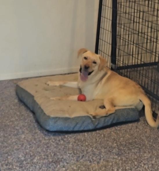 Enlarge Luke, a Adopted mixed breed in Cattaraugus, NY image 3/6