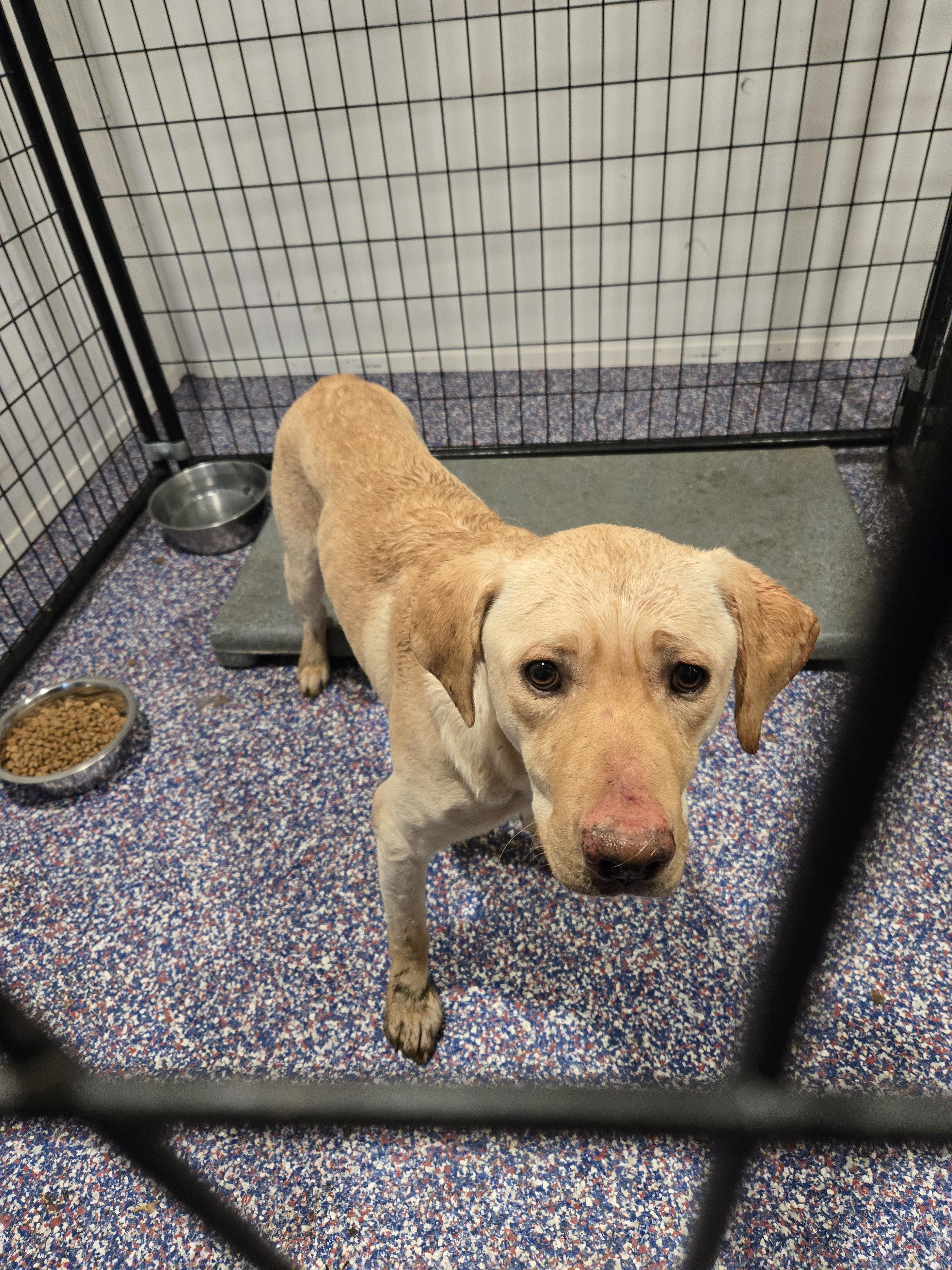 Enlarge Luke, a Adopted mixed breed in Cattaraugus, NY image 4/6