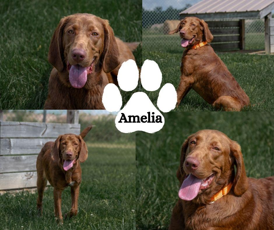 Enlarge Amelia, a ADOPTABLE mixed breed in Winchester, KY image 1/1