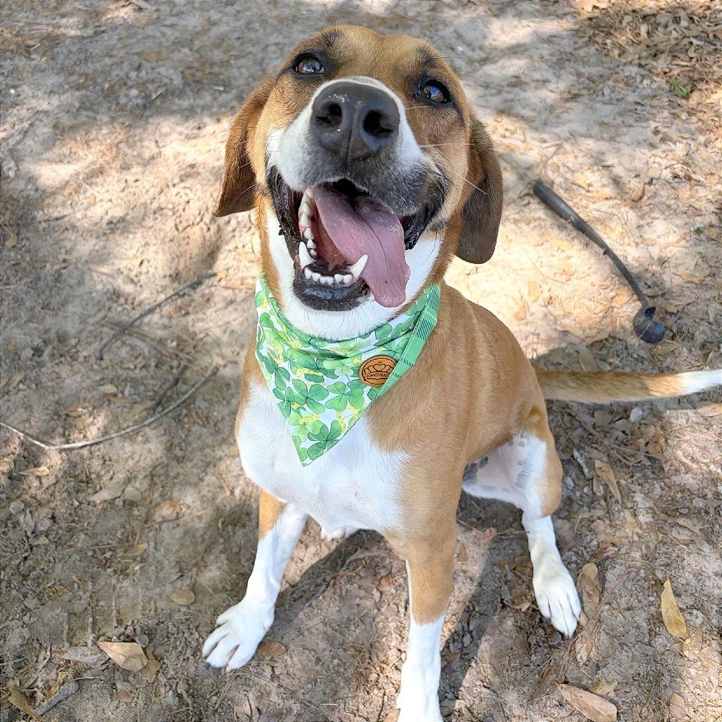 Tobi, Adoptable, Adult Female Black Mouth Cur & Hound.