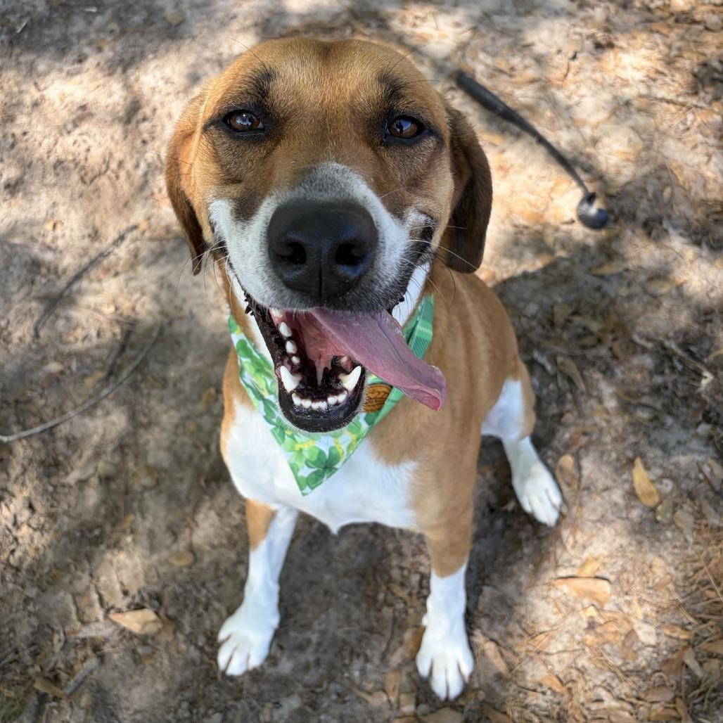 Enlarge Tobi, a Adoptable mixed breed in Lufkin, TX image 2/6