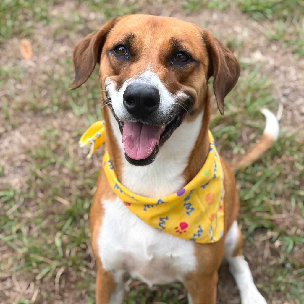 Enlarge Tobi, a Adoptable mixed breed in Lufkin, TX image 3/6