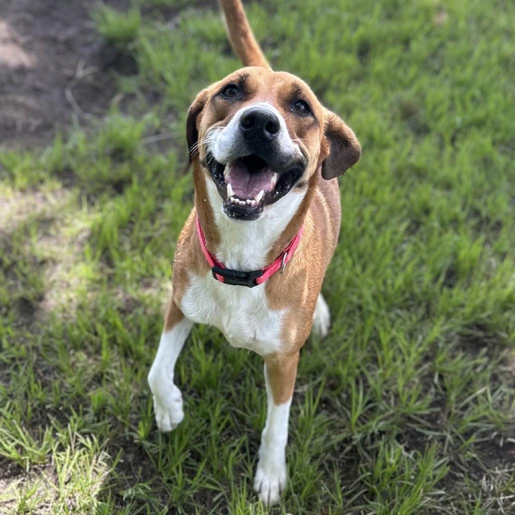 Enlarge Tobi, a Adoptable mixed breed in Lufkin, TX image 4/6