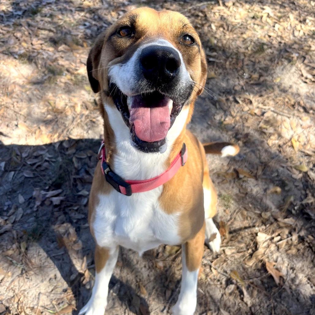 Enlarge Tobi, a Adoptable mixed breed in Lufkin, TX image 5/6