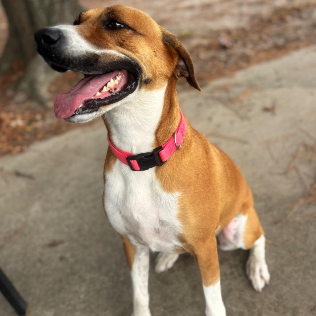 Enlarge Tobi, a Adoptable mixed breed in Lufkin, TX image 6/6