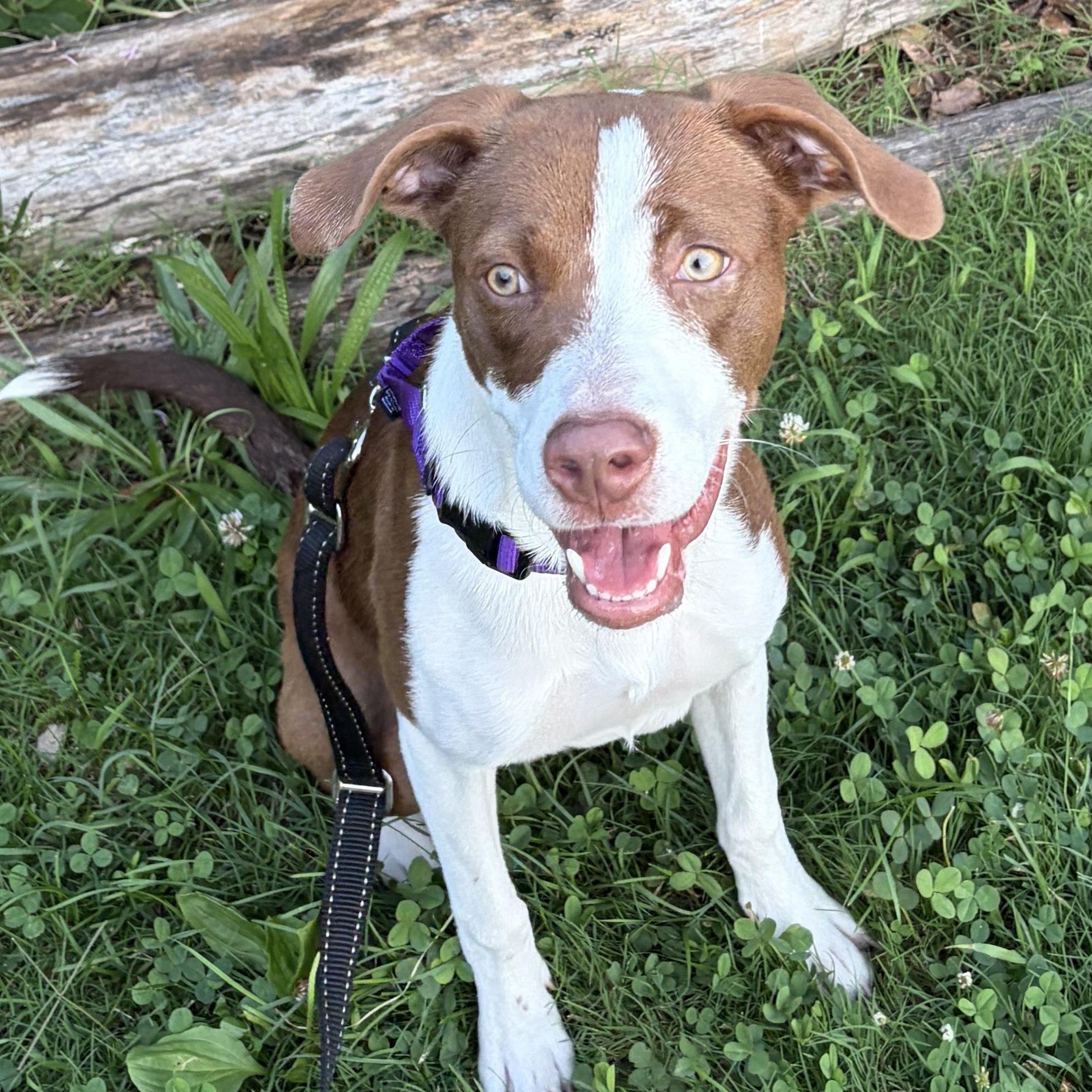 Fifi, a ADOPTABLE mixed breed in Brooklyn, NY image 3/6