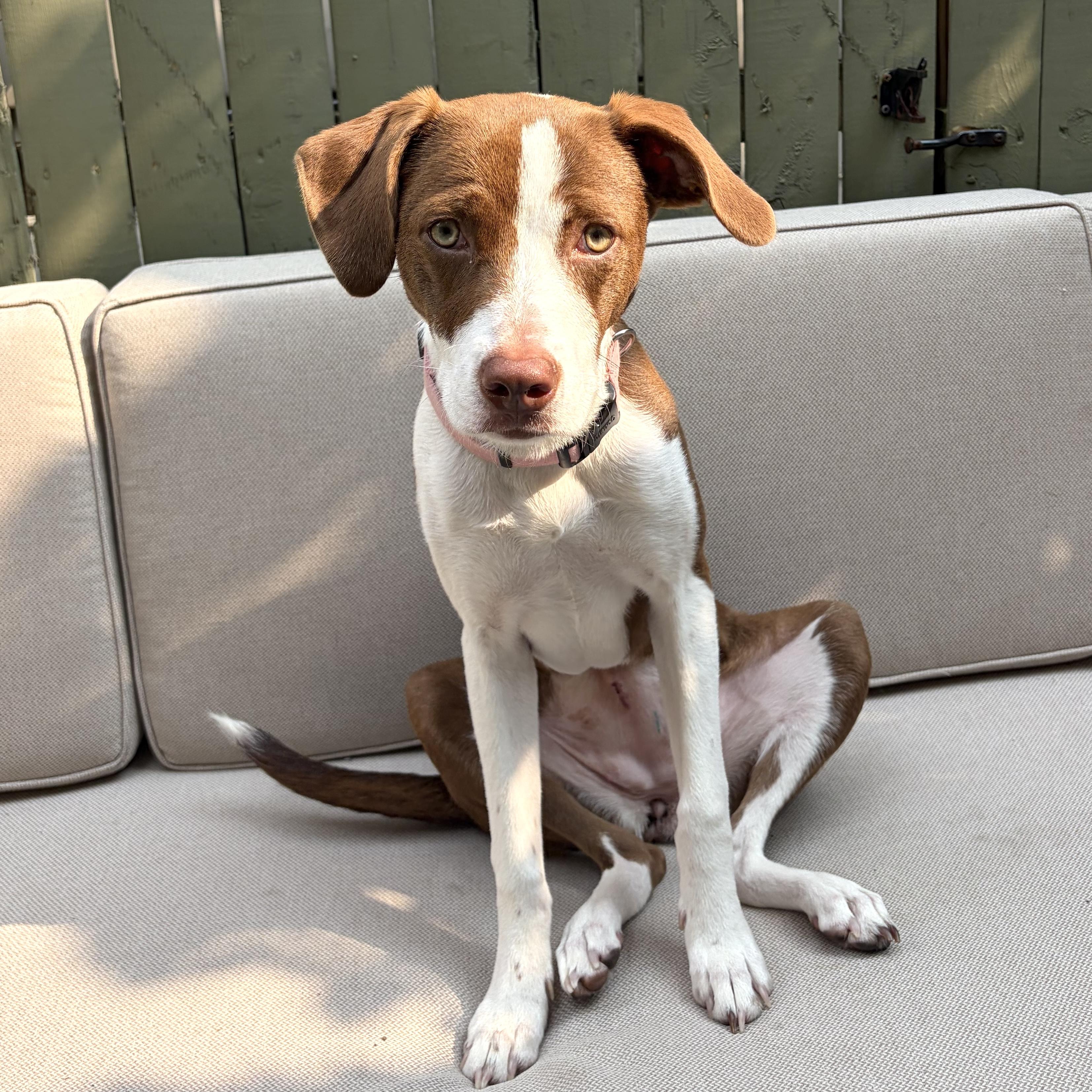 Fifi, a ADOPTABLE mixed breed in Brooklyn, NY image 1/6