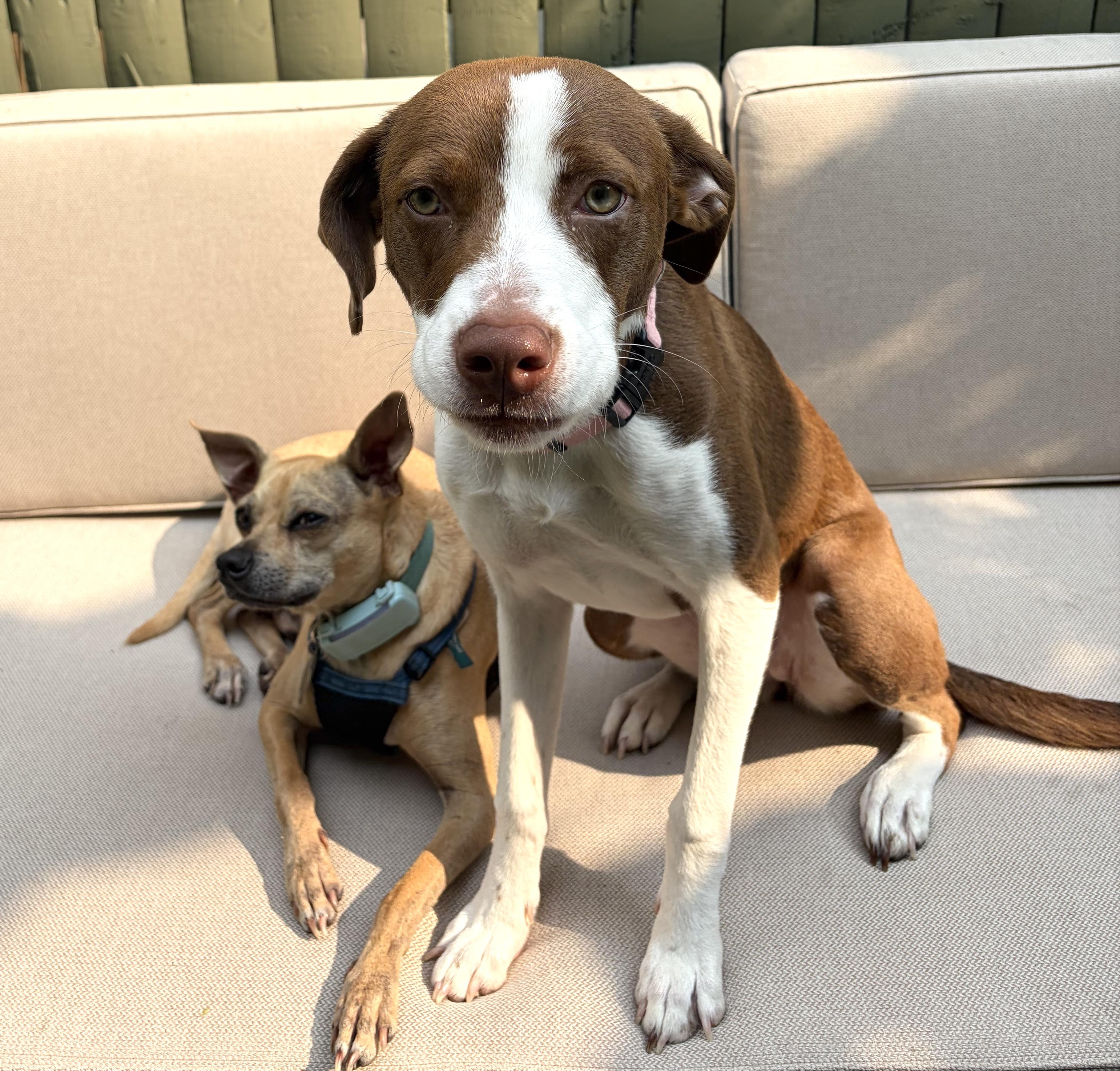 Fifi, a ADOPTABLE mixed breed in Brooklyn, NY image 6/6