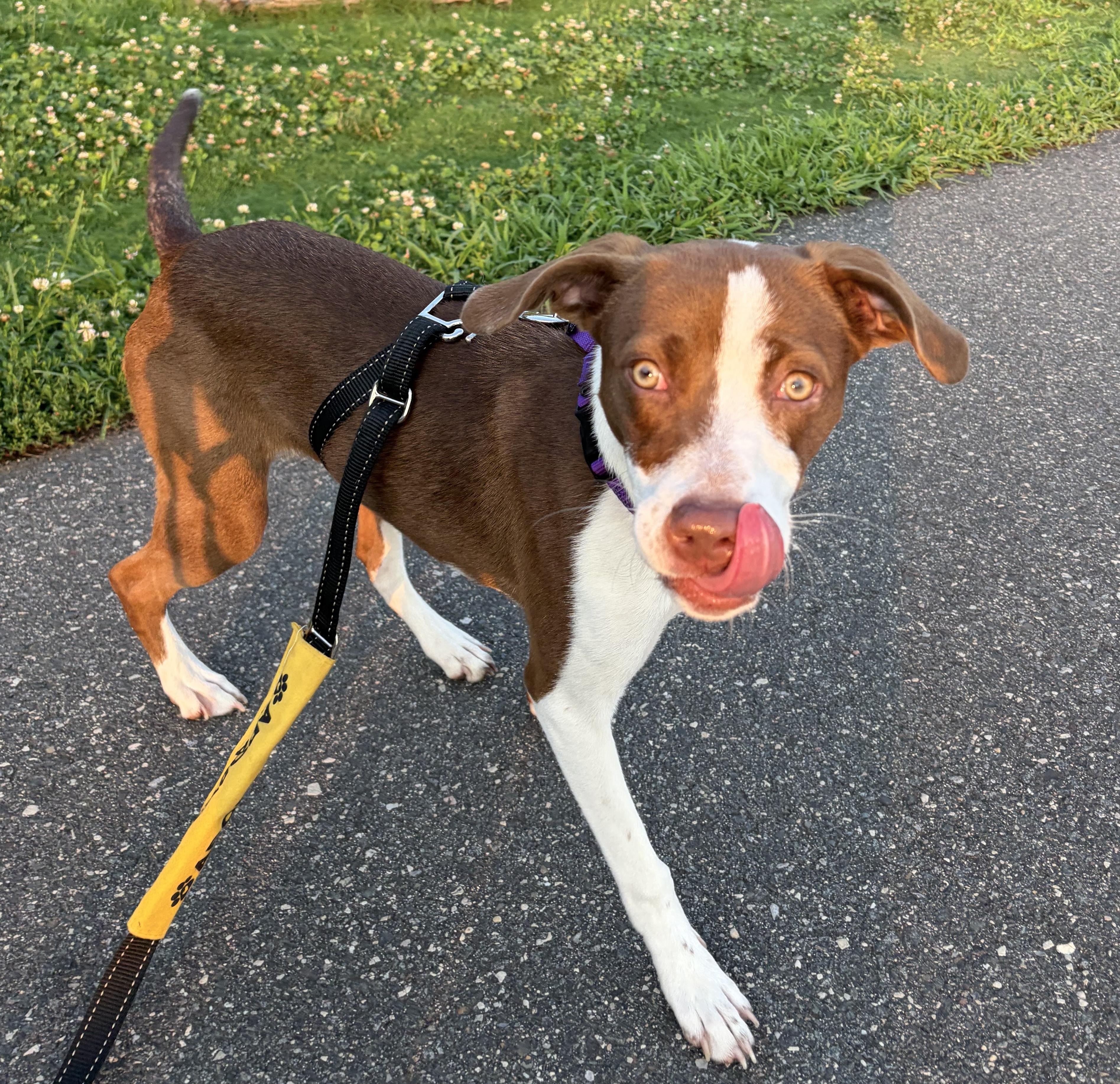 Fifi, a ADOPTABLE mixed breed in Brooklyn, NY image 5/6