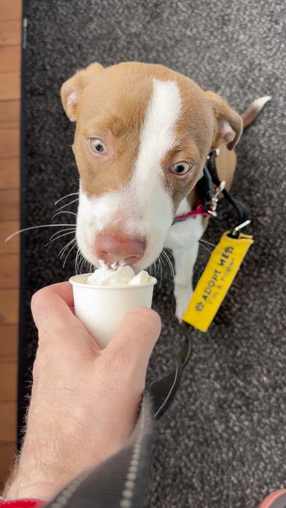 Enlarge Fifi, a ADOPTABLE mixed breed in Brooklyn, NY video 4/6