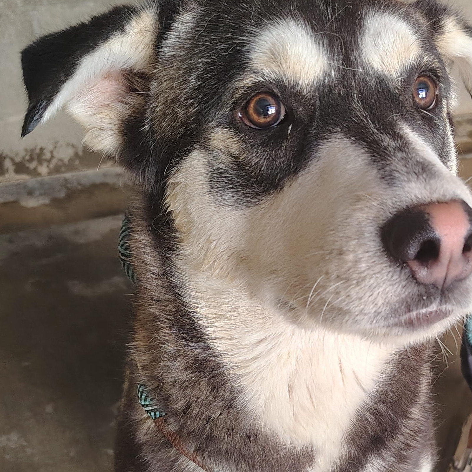 Enlarge Dexter, a ADOPTABLE mixed breed in Parker, AZ image 2/2