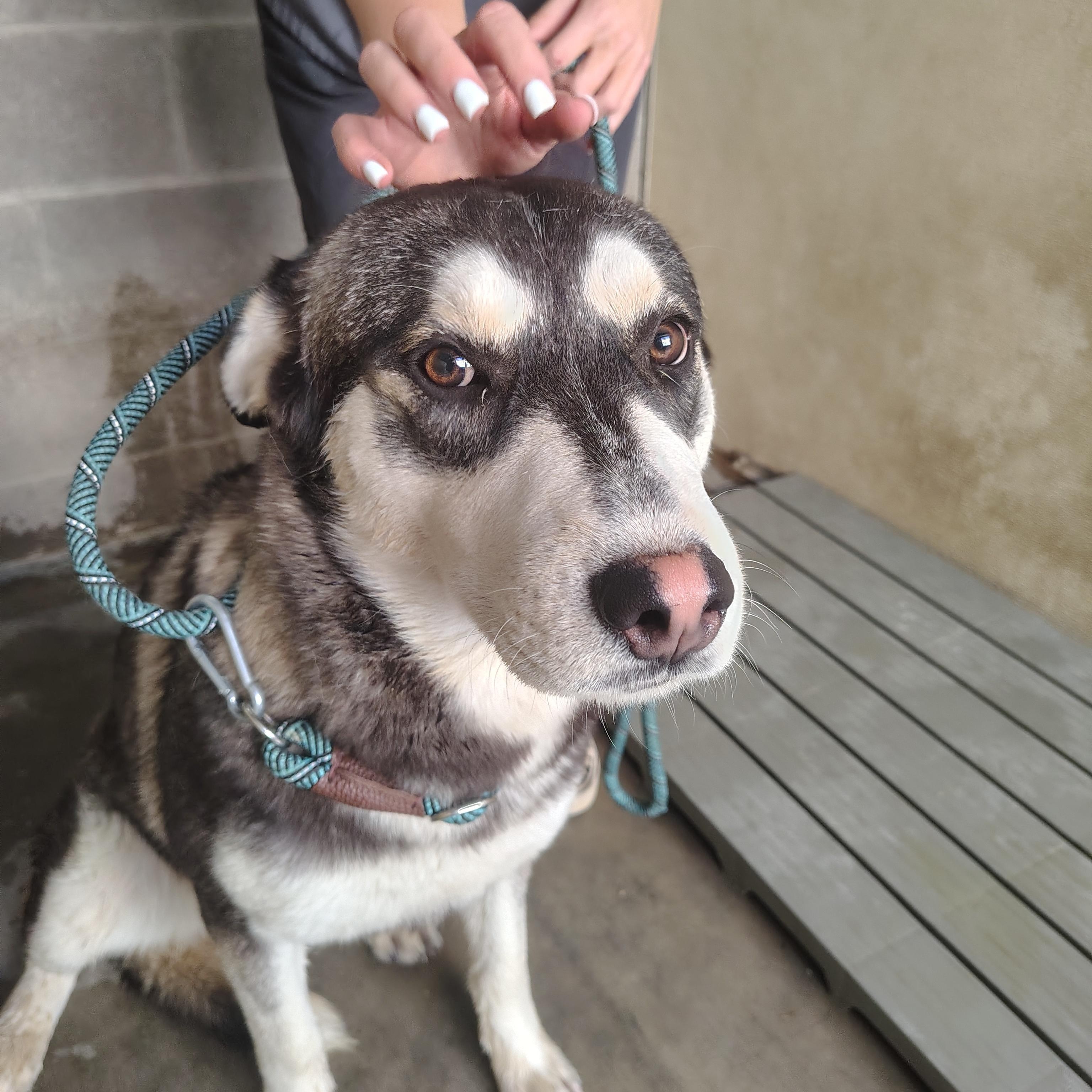 Dexter, ADOPTABLE, Adult Male Husky.