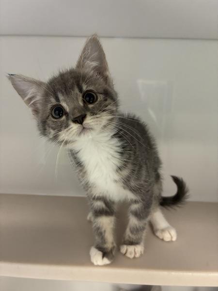 Jasper, Adoptable, Kitten Female Domestic Short Hair.