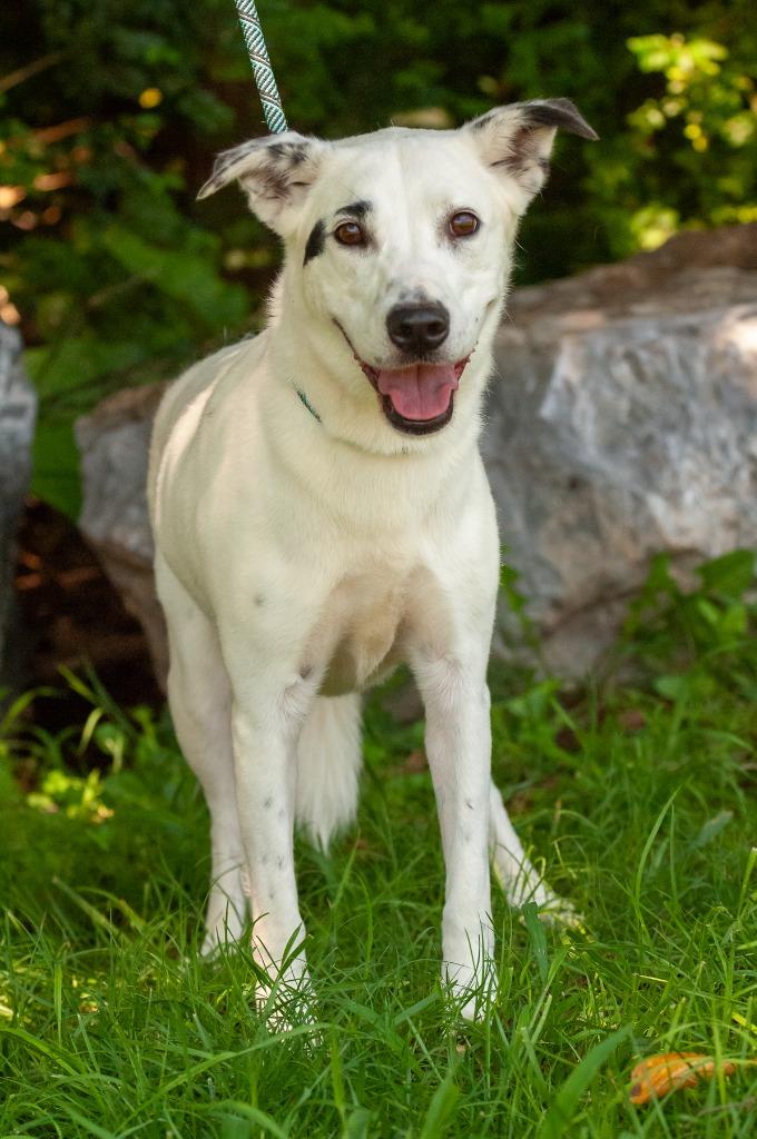 Lady, Adoptable, Young Female Australian Shepherd & Shepherd.