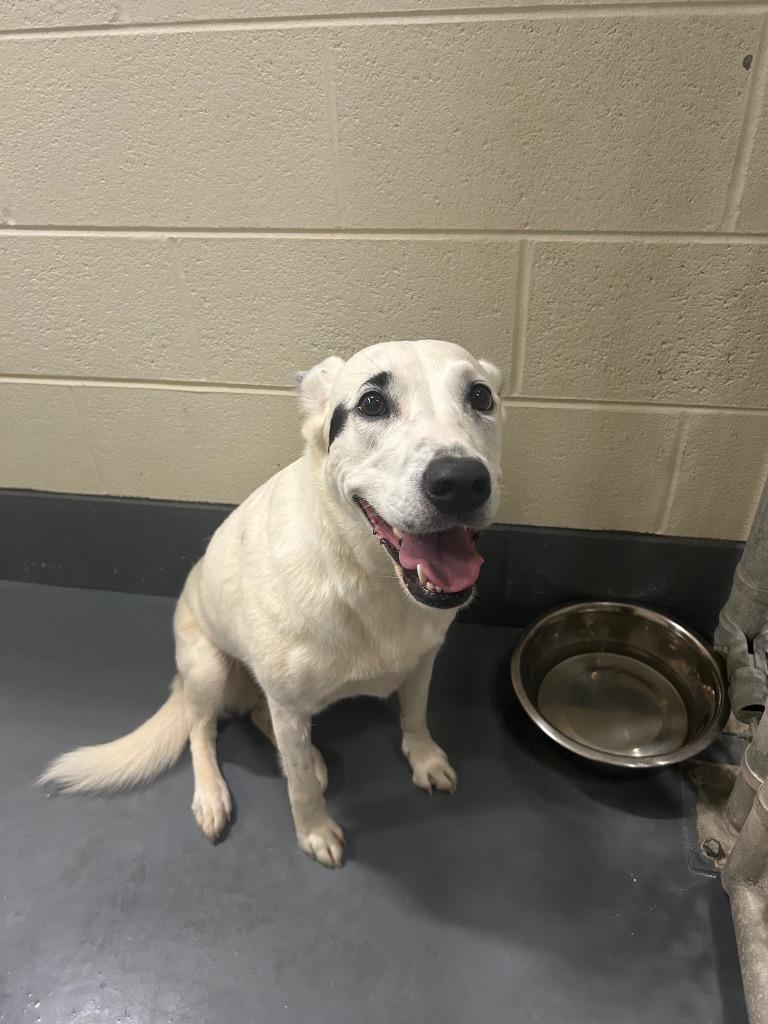 Enlarge Lady, a Adoptable mixed breed in Johnson City, TN image 2/3