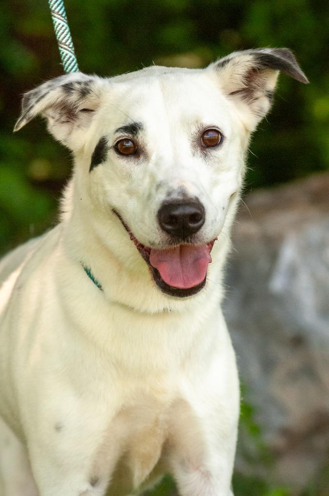 Enlarge Lady, a Adoptable mixed breed in Johnson City, TN image 3/3