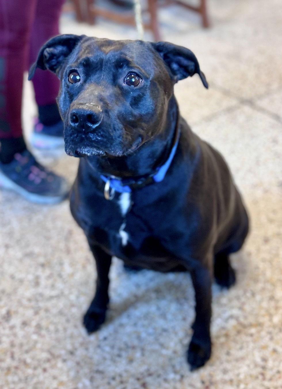 Tina Lu, Adoptable, Adult Female Labrador Retriever.